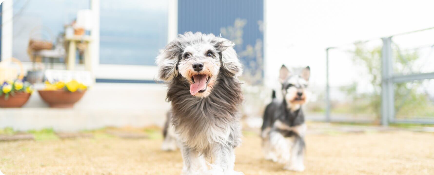 犬の画像