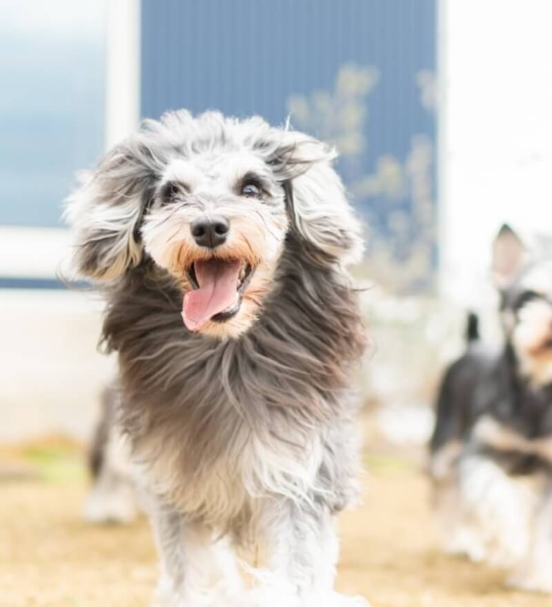 犬の画像